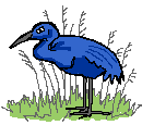 bird
