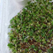 Indian Mustard Seed
