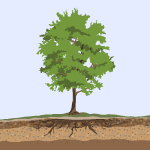 Icon of a treet and it's roots