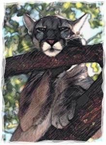 florida panther